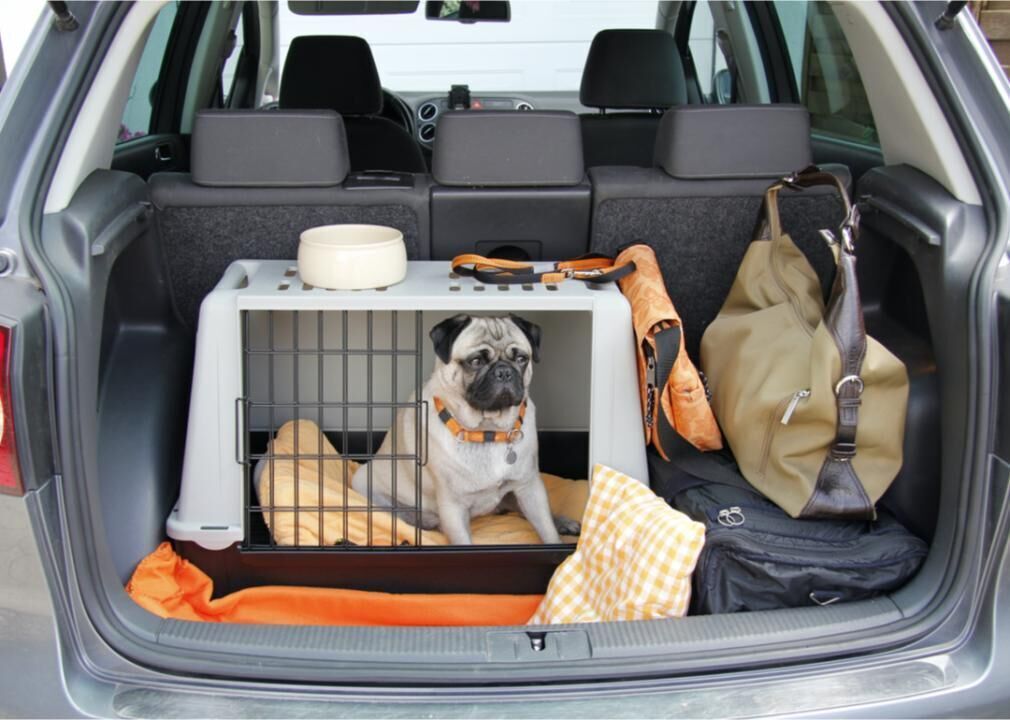 #5. Plan for your pets